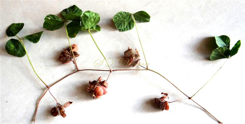  Plant